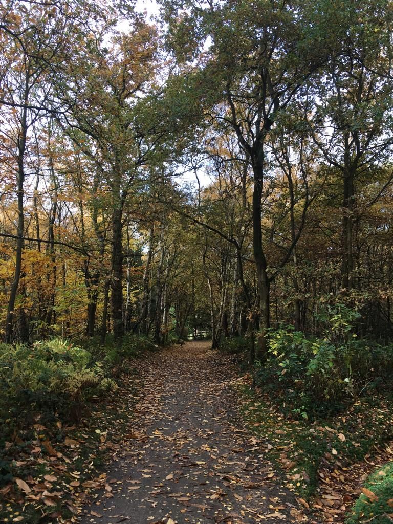 trees and path in Bestwood Country park